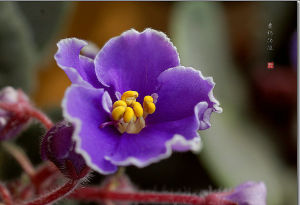 紫羅蘭