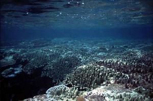 淺海沉積 淺海沉積