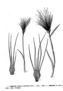 卵穗山羊草 卵穗山羊草