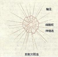 太陽蟲目 太陽蟲目