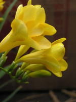 小蒼蘭屬模式物種：紅小蒼蘭