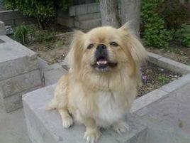 雲南巴狗 雲南巴狗