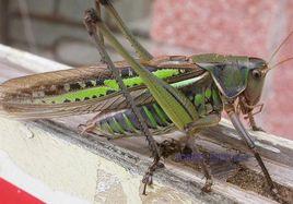 中華蟈螽 中華蟈螽