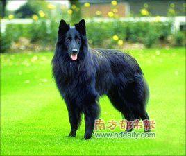 比利時黑色牧羊犬