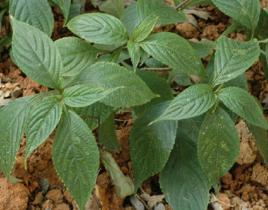 球花馬藍 球花馬藍