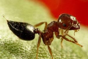 舉腹蟻屬 舉腹蟻屬