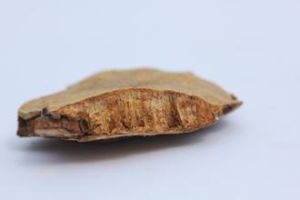 斑褐孔菌 斑褐孔菌