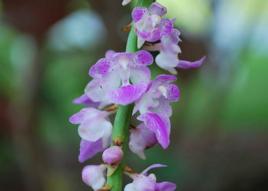 多花指甲蘭雲南個體 多花指甲蘭雲南個體