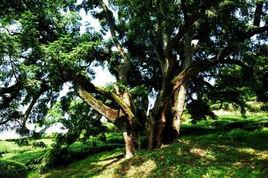 諸暨香榧 諸暨香榧