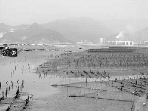羅源灣成排污池,水產養殖日益凋敝。