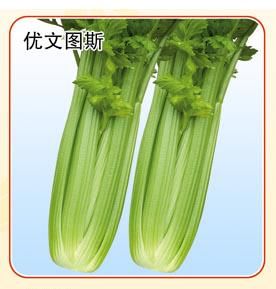 優文圖斯 優文圖斯