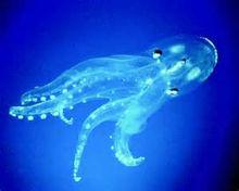 玻璃章魚