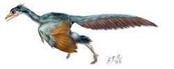 舊版始祖鳥復原圖，未參考最新羽毛顏色