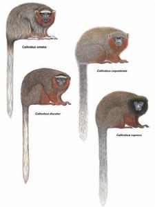 卡奎塔紅須伶猴