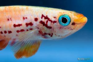 五彩琴尾魚 五彩琴尾魚