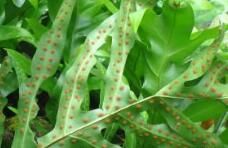 文山鹿角蕨 文山鹿角蕨