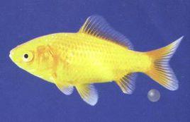 金鯽魚