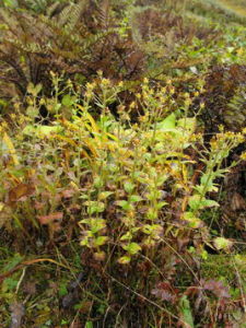 藏東虎耳草 藏東虎耳草