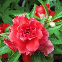 香港鳳仙花 香港鳳仙花