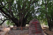 雲南元謀縣1600年酸角王