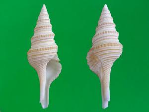 金練卷管螺 金練卷管螺