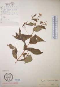 錯那鳳仙花 錯那鳳仙花