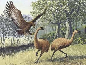 哈斯特鷹 哈斯特鷹