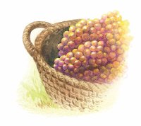 （圖）美味葡萄酒