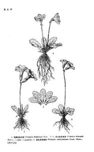 暗紅紫晶報春 暗紅紫晶報春