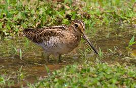針尾沙錐 針尾沙錐