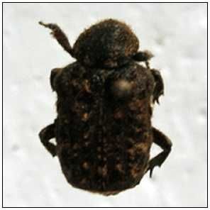 圓唇肋花金龜 圓唇肋花金龜