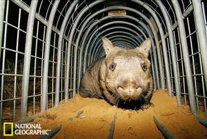 這幅檔案照片拍攝於澳大利亞昆士蘭州，一隻掉入陷阱的北方毛鼻袋熊無助地凝視著外面。