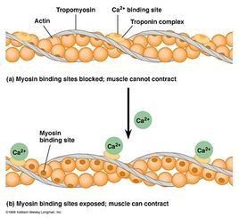 奢侈基因 奢侈基因