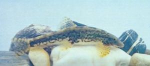 平鰭鰍科 平鰭鰍科