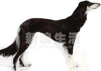 薩盧基犬 薩盧基犬