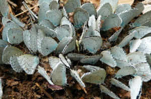 秦嶺石蝴蝶 秦嶺石蝴蝶