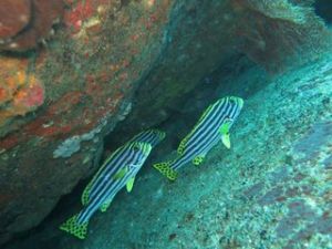 六線妞妞 六線妞妞