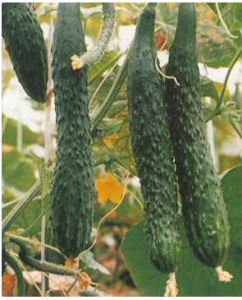 湘黃瓜6號 湘黃瓜6號