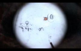 黑光病毒 黑光病毒