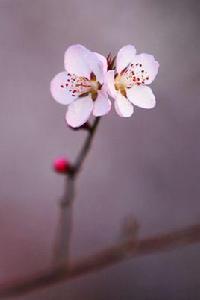 北京植物園桃花節