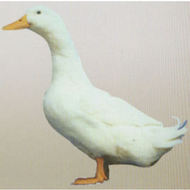 天府肉鴨 天府肉鴨