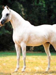 阿拉伯馬 阿拉伯馬