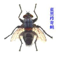 藍黑櫛寄蠅 藍黑櫛寄蠅