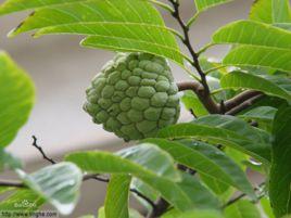 避鈣植物 避鈣植物