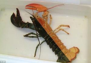 雙色龍蝦 雙色龍蝦