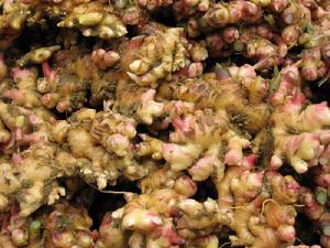 玉龍自然村生薑產業