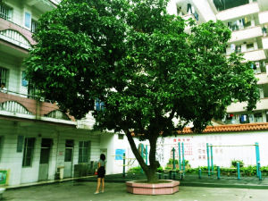 南寧市秀廂國小 南寧市秀廂國小