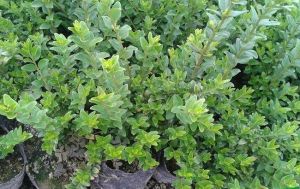 乾萼忍冬 乾萼忍冬