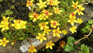 對輪葉虎耳草 對輪葉虎耳草