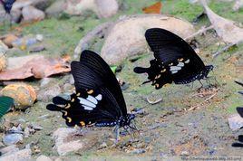 寬頻鳳蝶 寬頻鳳蝶